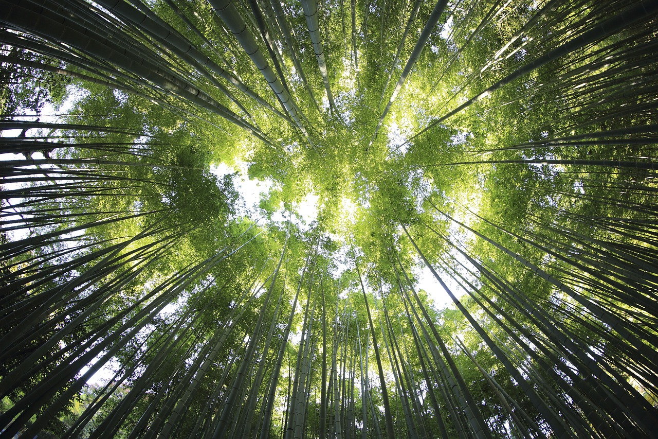 nature-2573568_1280